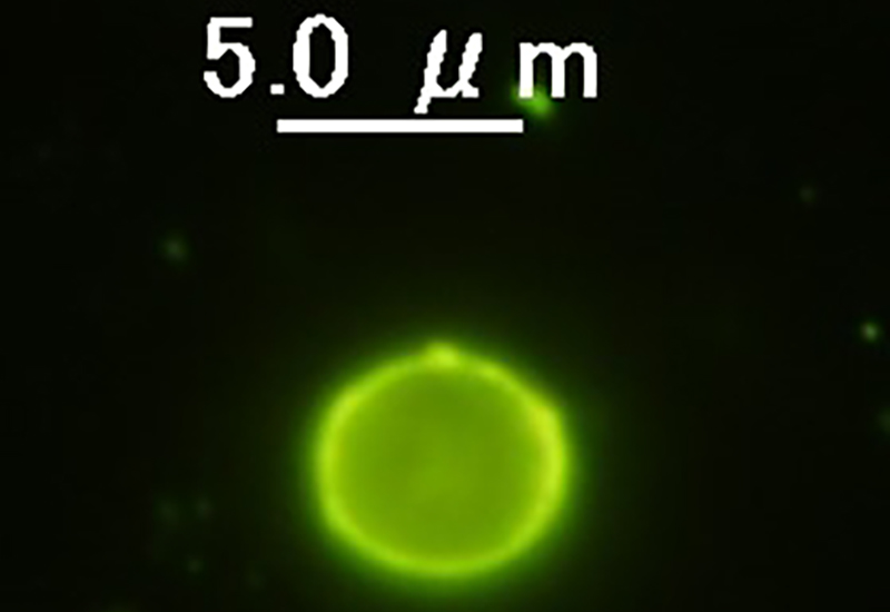 クリプトスポリジウムはなぜ水道水から検出されることがあるか？